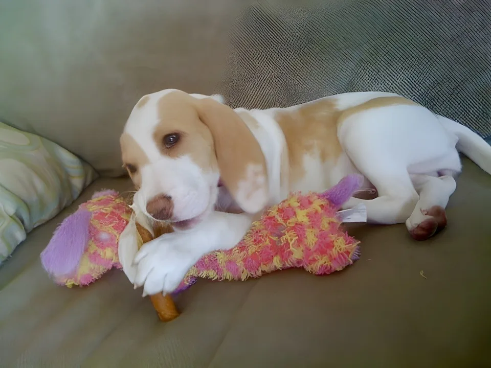Beagle puppy on a couch with a plush toy