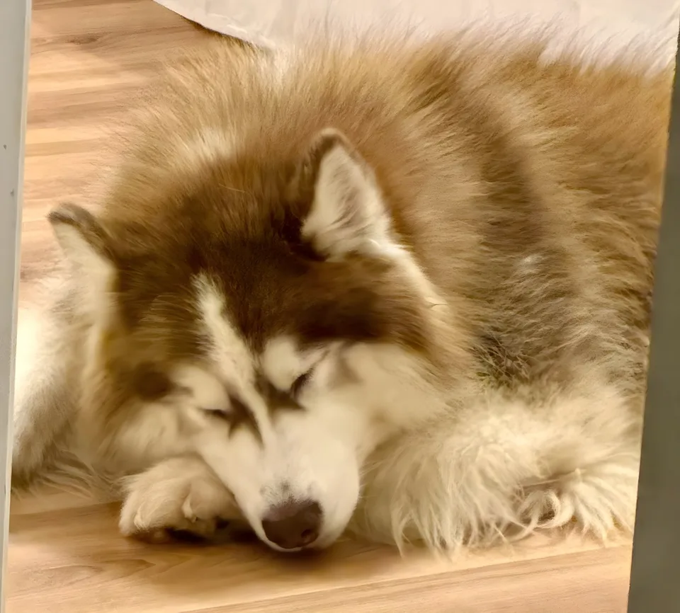 Fluffy red husky sleeping curled on a wood floor